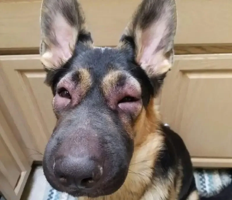 Sus dog meme mang đến những biểu cảm đáng yêu và tình huống thú vị