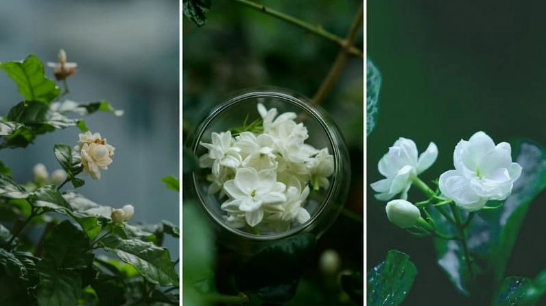 Tác phẩm nghệ thuật hoa nhài trên nền tối