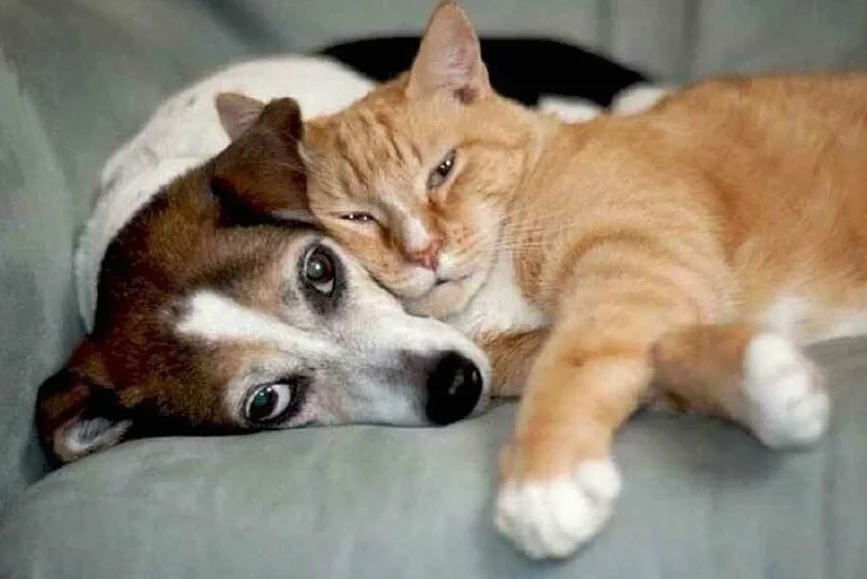 Tải ngay Cheems doge meme PNG với chất lượng cao để sử dụng mọi lúc