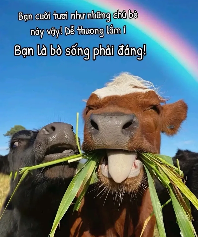 Thả ga chia sẻ meme bò bá đạo cực hợp cho dân mạng