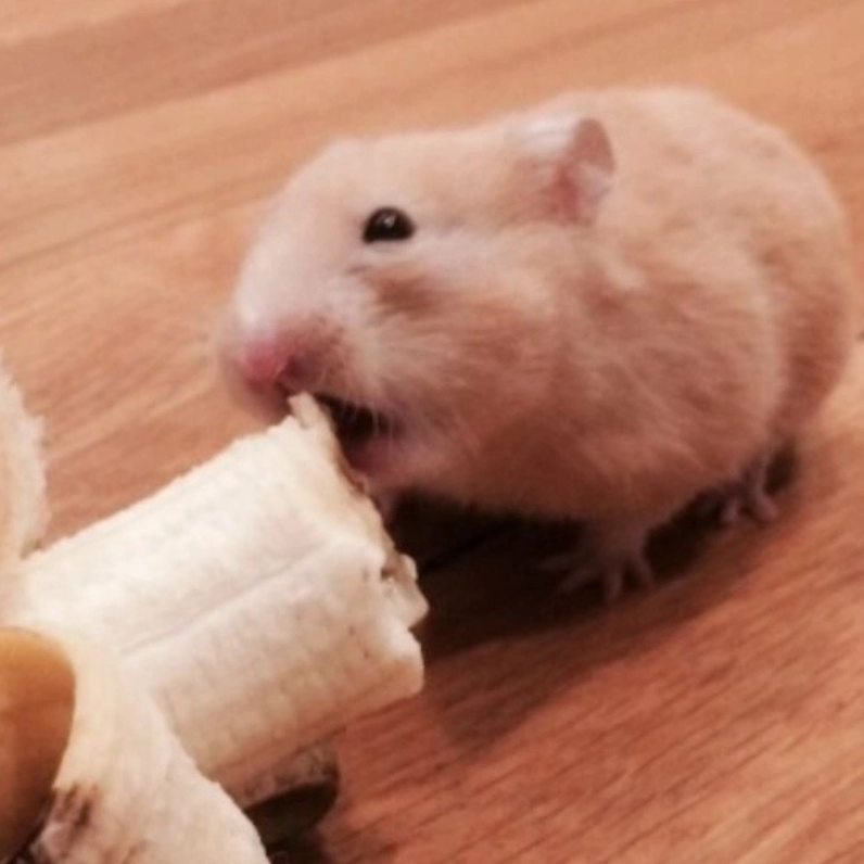 Thấy là yêu với meme chuột hamster ăn chuối thần thái ngút trời