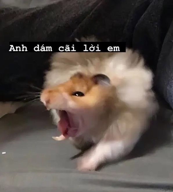 Tìm niềm vui trong từng sad hamster meme 4k