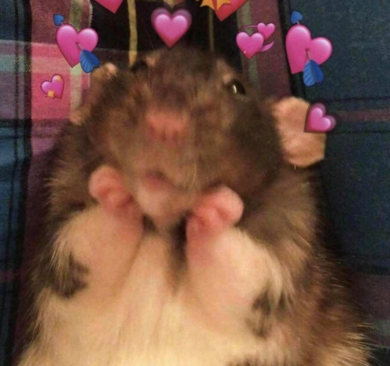 tong hop 20 hinh anh hamster meme cute sieu hai huoc nhat 343