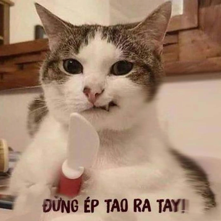 Bộ sưu tập 30 meme tức giận hài hước và dễ thương nhất 1 Tổng hợp Meme tức giận cute dễ thương tức ghê giận tím người