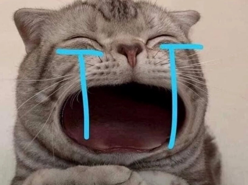 Tổng hợp 30 hình ảnh meme ngại siêu đáng yêu gây sốt mạng xã hội 27 TOP 100 Meme Mèo Khóc Hài Hước Cho Dân Văn Phòng