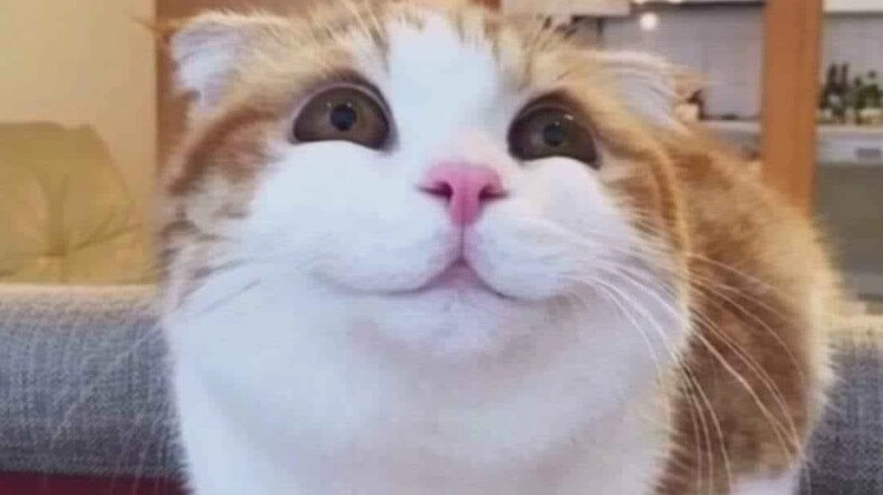 TOP 1000 Meme Cười Vui Nhộn Siêu Bựa Mới Nhất