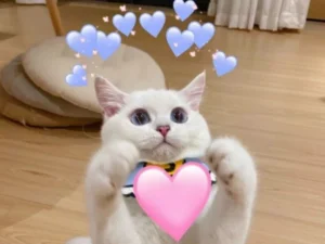 tron bo hinh anh meme cute sieu dang yeu va loi cuon nhat 20 819