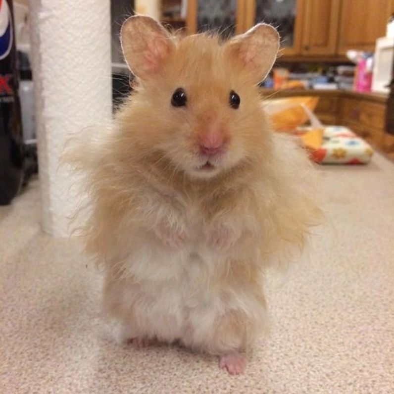 Tuyển tập ảnh meme chuột siêu hài hước khiến bạn cười ngất