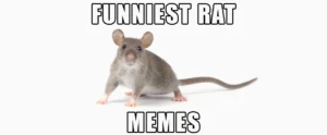 tuyen tap nhung hinh anh rat meme loi cuon va hai huoc nhat 266