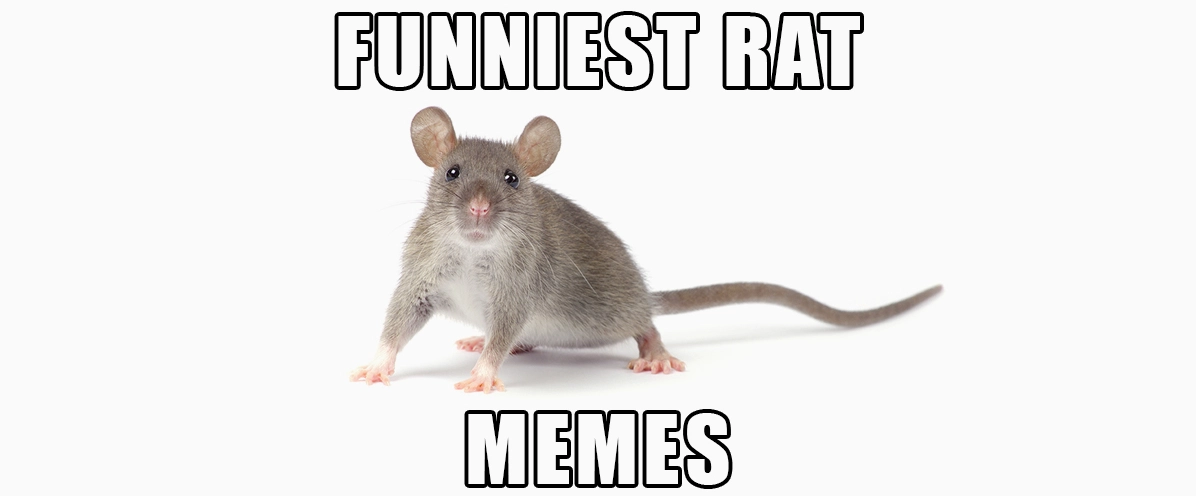 tuyen tap nhung hinh anh rat meme loi cuon va hai huoc nhat 266