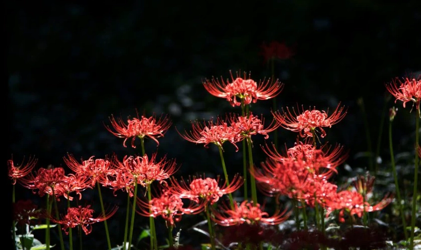 Vẻ đẹp gợi cảm và đầy bí ẩn của hoa bỉ ngạn khiến bao ánh nhìn say đắm