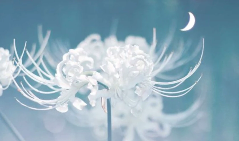 Vẻ đẹp mờ ảo khơi gợi trí tò mò dưới ánh trăng của hoa bỉ ngạn