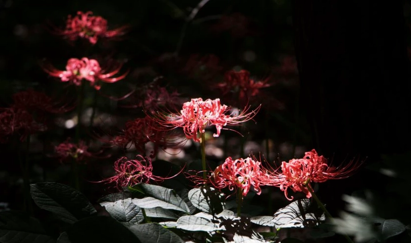 Vẻ đẹp siêu thực đầy lôi cuốn của nữ hoàng bỉ ngạn qua góc máy nghệ thuật